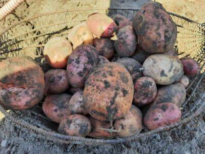 Елен Гутыро - Посейте это после картофеля, чтобы спасти почву от вредителей и сделать ее вновь плодородной - belnovosti.by