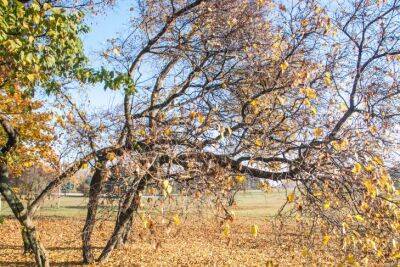 5 ошибок в саду осенью: как ухаживать за деревьями, чтобы не навредить - belnovosti.by