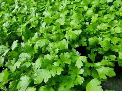 Как выращивать микрозелень на подоконнике: 5 шагов и витамины всегда будут под рукой - belnovosti.by