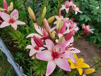 Елен Гутыро - Успейте посадить эти цветы в августе, сентябре и октябре: растения, которые можно и нужно сажать осенью - belnovosti.by