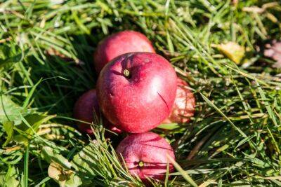 Игорь Зур - Почему опадают здоровые неспелые яблоки: совет, как сберечь урожай - belnovosti.by