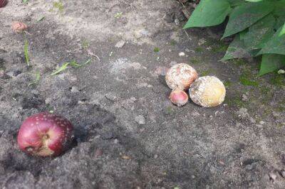 Как использовать гнилые и больные яблоки с пользой: хитрости ушлых огородников - belnovosti.by
