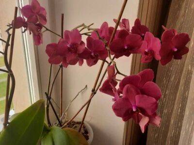 Елен Гутыро - Секретный раствор для полива орхидеи: лучше обычной воды в 2 раза - belnovosti.by