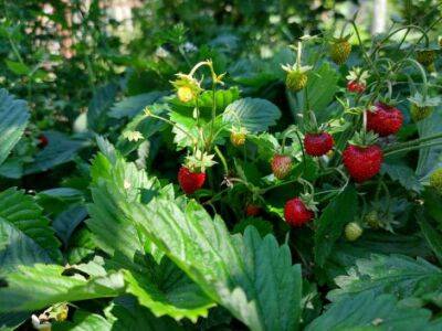 Подкормка для клубники, которую нужно внести до середины сентября: в следующем году ягод будет много, как звезд на небе - belnovosti.by