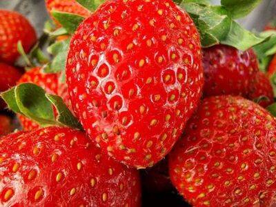 Елен Гутыро - Что делать с клубникой после плодоношения, чтобы на следующий год быть с большим урожаем крупных ягод - belnovosti.by
