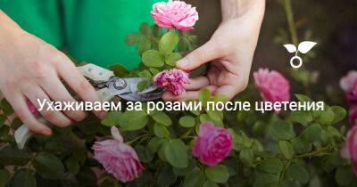 Ухаживаем за розами после цветения - botanichka.ru