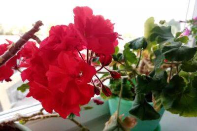 Елен Гутыро - Чтобы обеспечить герани пышное цветение, нужно знать простое правило – и вашим цветам обзавидуются соседи - belnovosti.by