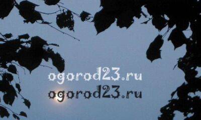 Луна в июле 2022 года, рекомендации для садоводов и огородников - ogorod23.ru