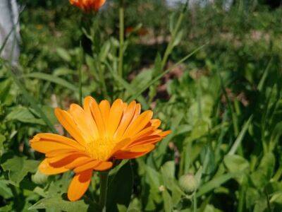 Какие цветы посадить для борьбы с вредителями: красота с пользой - belnovosti.by