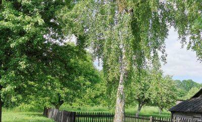 5 причин избавиться от березы на дачном участке: почему дереву не место в огороде - belnovosti.by