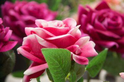 Игорь Зур - Вот что нужно сделать с розами в августе, если хотите чтобы они цвели и радовали: секреты садоводов - belnovosti.by