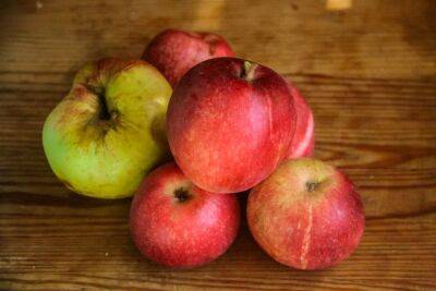 Игорь Зур - Почему осыпаются неспелые яблоки: советы, которые помогут сохранить урожай - belnovosti.by