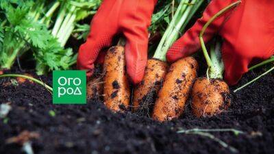 Когда убирать морковь и как сделать это правильно, чтобы урожай долго хранился - ogorod.ru