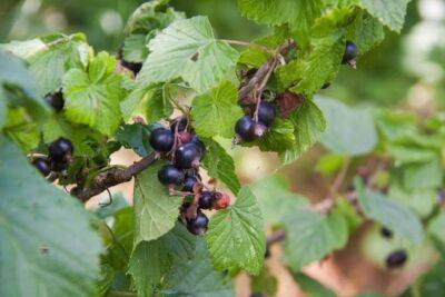 Ольга Котова - Рассказываем о важной подкормке для чёрной смородины в сентябре-октябре, чтобы ягоды в следующем году были крупнее - belnovosti.by