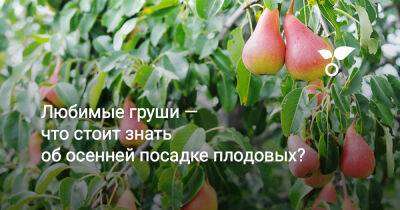 Любимые груши — что стоит знать об осенней посадке плодовых? - botanichka.ru