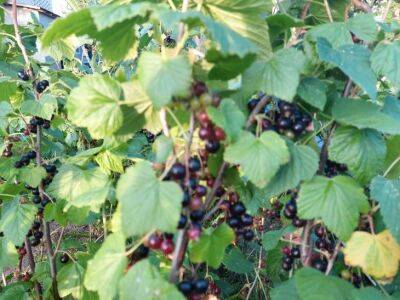 Помогите своим кустам смородины в разы лучше плодоносить в следующем году: 4 действия для богатого урожая крупных ягод - belnovosti.by
