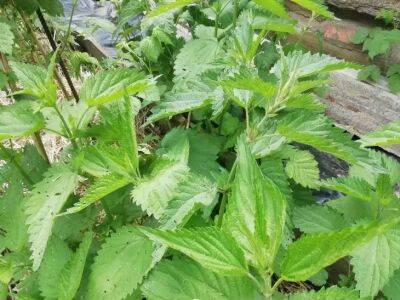 Елен Гутыро - 3 лечебных растения, которые легко вырастить в саду: дачникам на заметку - belnovosti.by