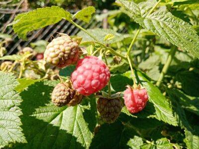 Как малинник превратить в плодоносящую малину и собирать ягоды ведрами – помогут эти 5 хитростей от опытных садоводов - belnovosti.by