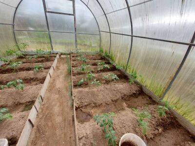 Как восстановить почву в теплице после томатов? Что нужно посеять прямо сейчас - belnovosti.by