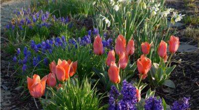 С чем посадить тюльпаны: выбираем цветущие растения - supersadovnik.ru