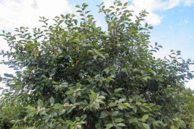 Как поливать плодовые деревья осенью: 3 способа, о которых должны знать дачники - belnovosti.by