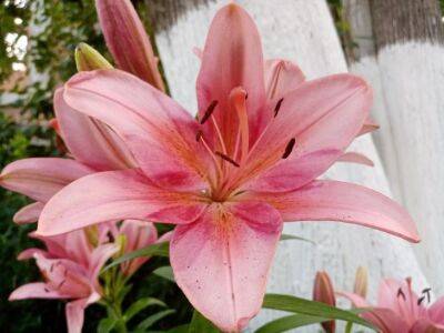 Огромные цветы и сильное растение: как сажают лилии профессиональные цветоводы - belnovosti.by