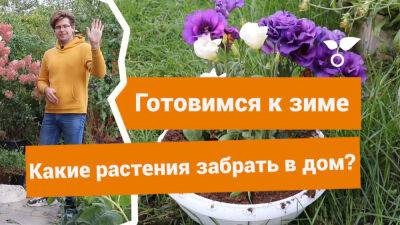 Какие растения забрать домой осенью, чтобы продлить им жизнь? - botanichka.ru