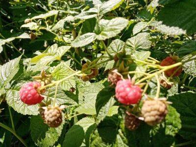Что нужно делать с малиной осенью: секреты, чтобы собирать ведрами ягоды в следующем году - belnovosti.by