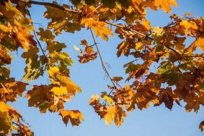 Как в сентябре можно с пользой использовать опавшую листву - belnovosti.by
