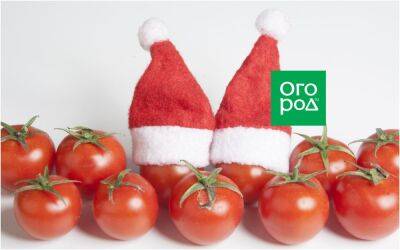 Как сохранить помидоры свежими до Нового года - ogorod.ru