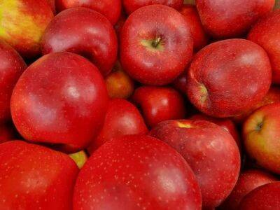 Советы бывалых садоводов о том, когда обрезают яблони осенью - belnovosti.by