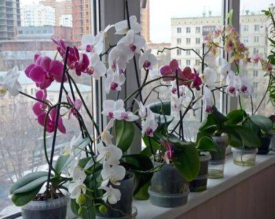 Почему не цветет орхидея в домашних условиях: что делать, чтобы зацвела - countryhouse.pro
