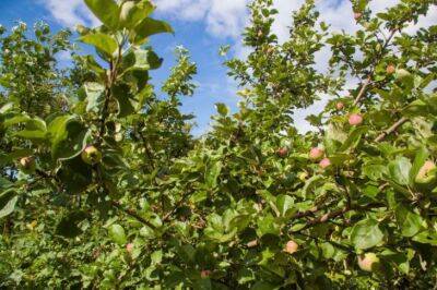 Как новичку обрезать яблоню осенью: на следующий год ветки будут ломиться от яблок - belnovosti.by