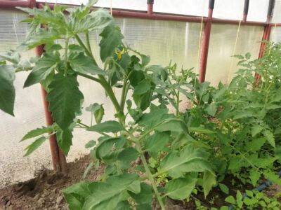 Земля после помидоров: как восстановить к новому сезону под те же помидоры - belnovosti.by