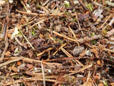 Как правильно бороться с муравьями на огородном и садовом участке - belnovosti.by