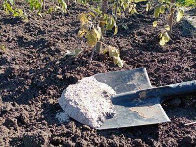Что делать с тяжелой землей: 5 правил, чтобы вырастить хороший урожай - belnovosti.by