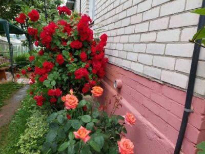 Как подкормить плетистые розы во время цветения: 5 проверенных способов - belnovosti.by