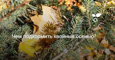 Чем подкормить хвойные осенью? - botanichka.ru