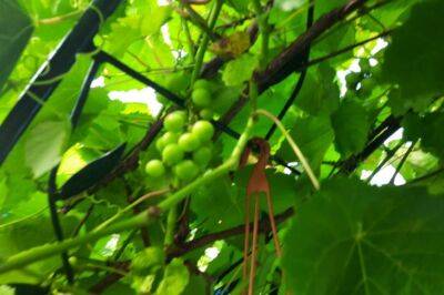 Как правильно укрыть виноград на зиму: какие материалы используют опытные огородники - belnovosti.by