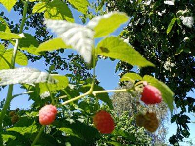 Как правильно обрезать старую малину осенью: секреты, чтобы в следующем году было больше ягод - belnovosti.by
