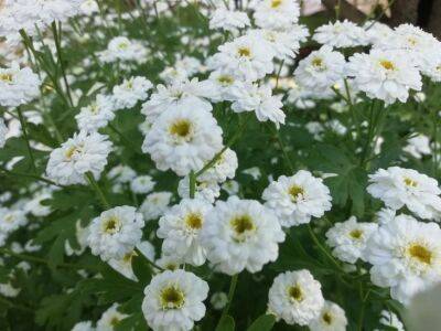Как продлить цветение хризантем в саду – советы цветоводов - belnovosti.by
