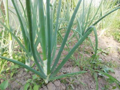 Рядом с какими растениями нельзя сажать лук: об этом не знают 80% дачников - belnovosti.by