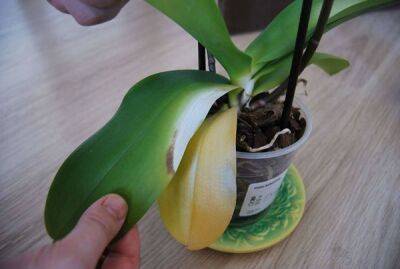 У орхидеи желтеют листья: причины и что делать, как спасти - countryhouse.pro