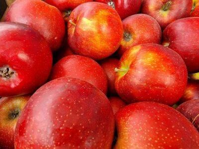 Елена Шимановская - 2 главных фактора, которые влияют на хранение яблок и груш: плоды будут, как только что с дерева - belnovosti.by