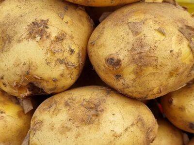 Уже выкопали картофель? Тогда самое время подкормить смородину: осеннее удобрение для крупной ягоды - belnovosti.by