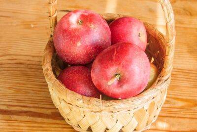 Марин Михалап - Как подготовить яблоню к зимовке, чтобы в следующем году собрать богатый урожай: хитрости дачников - belnovosti.by