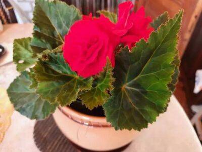 Елен Гутыро - Чем подкормить любой домашний цветок: 1 таблетка, чтобы он позеленел и вернул былую красоту - belnovosti.by