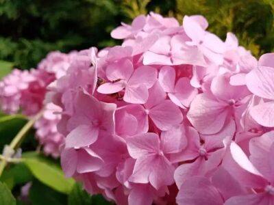 Елен Гутыро - Подкормка, которая нужна для шикарного цветения гортензий: цветы – просто загляденье - belnovosti.by