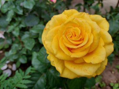 Если осенью сделаете с розами эти 3 простые действия – получите потрясающий результат - belnovosti.by