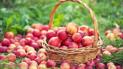 10 вариантов, как победить большой урожай яблок - botanichka.ru